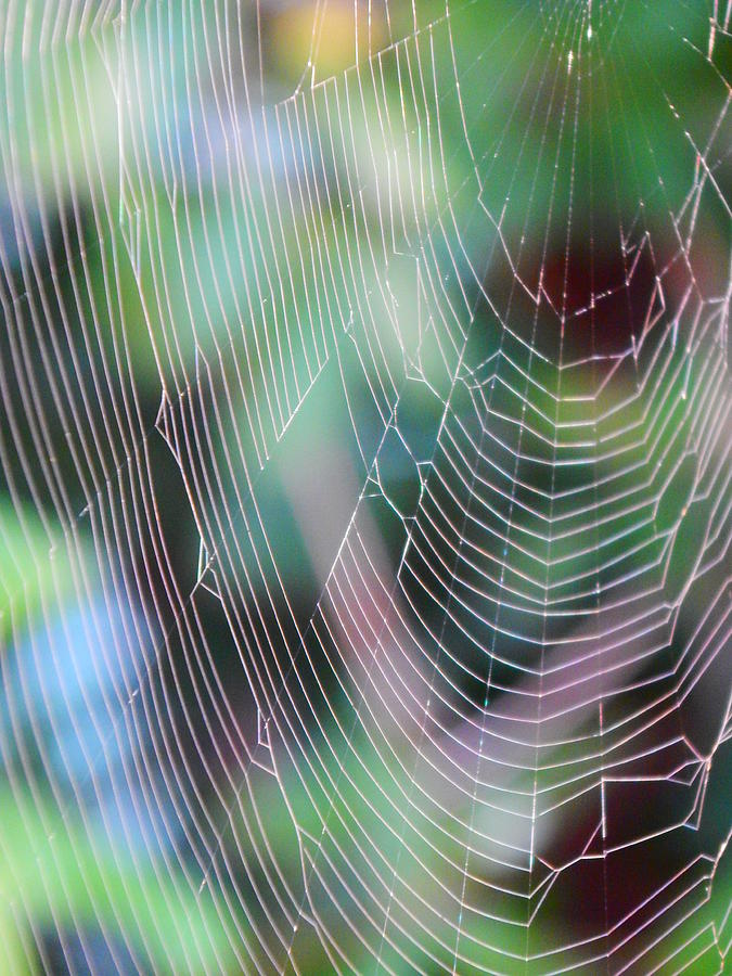 Sunlight On The Web Photograph by Virginia White
