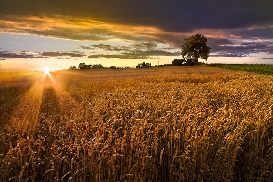 Sunlight on the Wheat Fields Photograph by Debra and Dave Vanderlaan ...