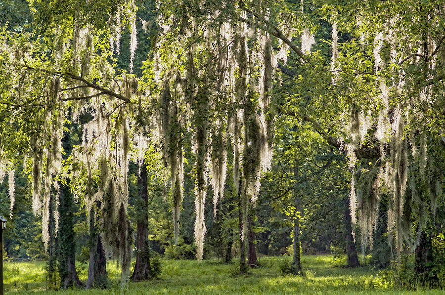Sunlight Streaming through Spanish Moss Photograph by Bonnie Barry