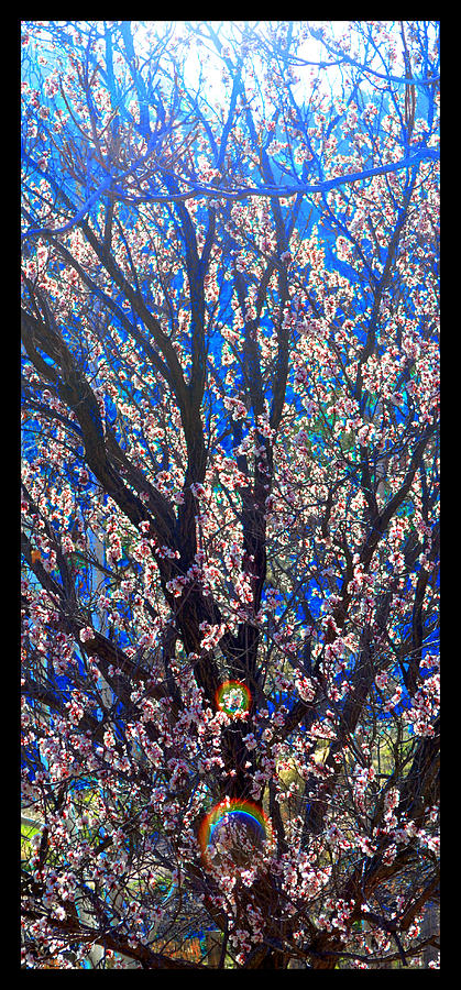 Santa Fe National Forest Photograph - Sunlight Through Apricot Blossoms by Susanne Still Santa Fe National Forest Photograph - Sunlight Through Apricot Blossoms by Susanne Still