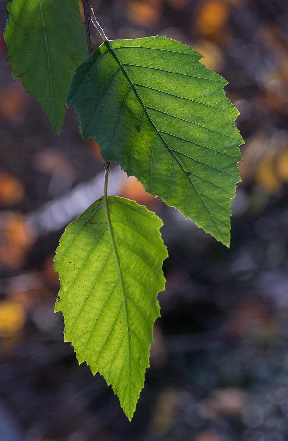 Sunlight through Birch Leaf Branch Photograph by Douglas Barnett