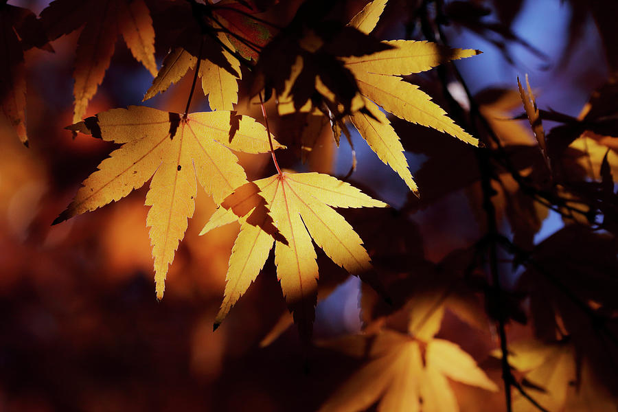 Sunlight Through Leaves Photograph by Nicholas Blackwell