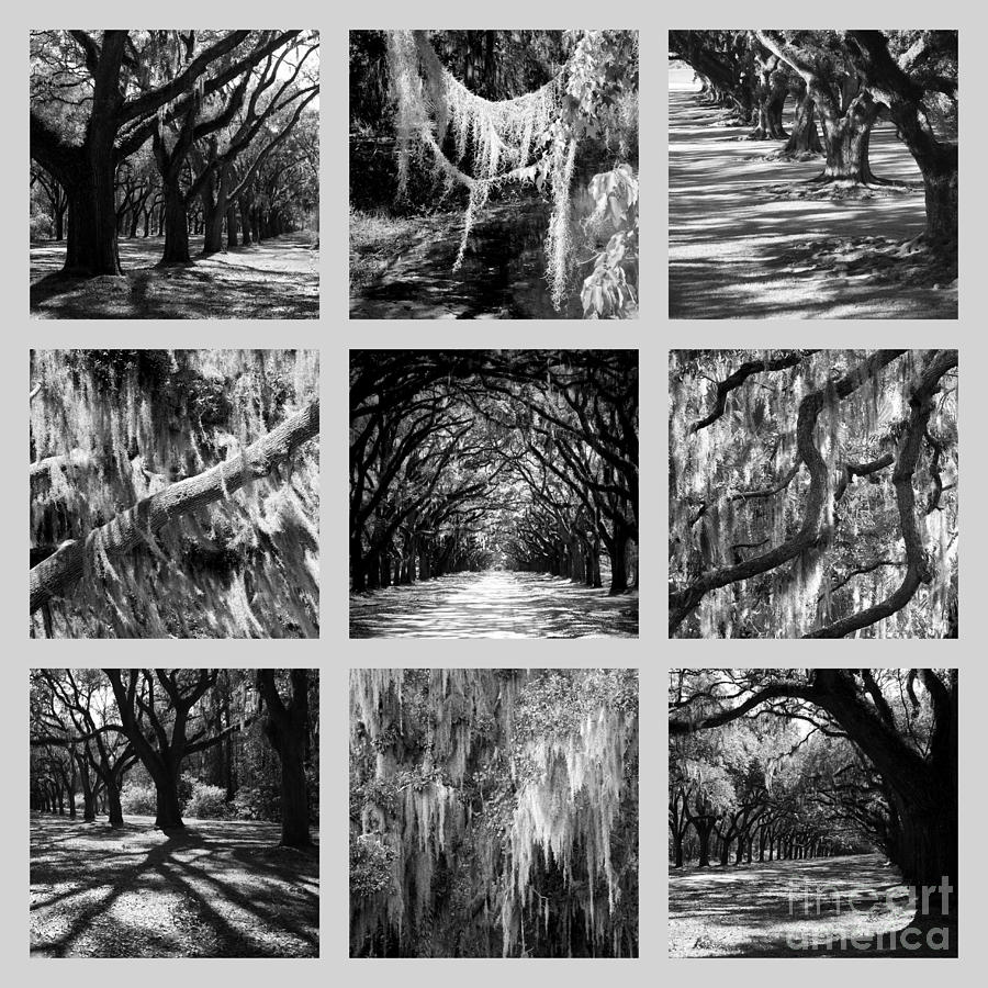 Black And White Photograph - Sunlight through Live Oaks Collage by Carol Groenen