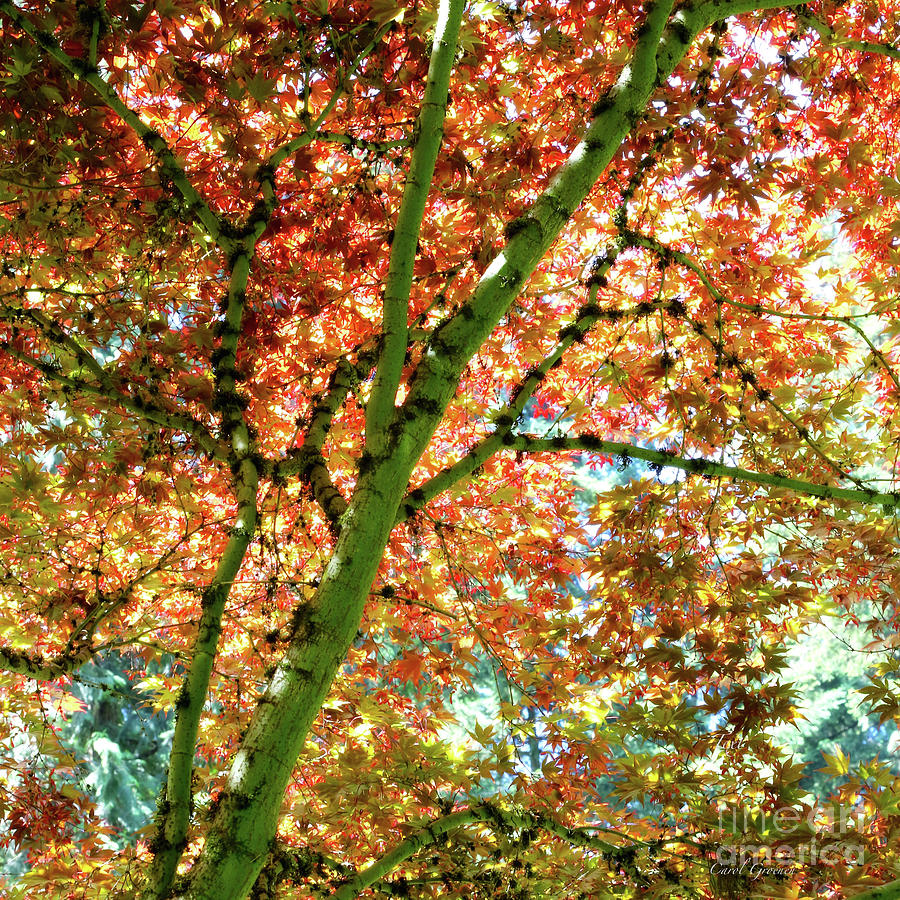 Sunlight through Maple Leaves Photograph by Carol Groenen