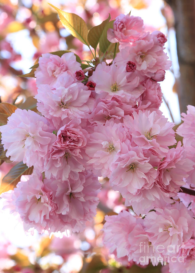Sunlight through Pink Blossoms Photograph by Carol Groenen