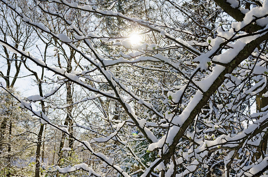 Sunlight Through Snowy Branches Photograph by Marianne Campolongo