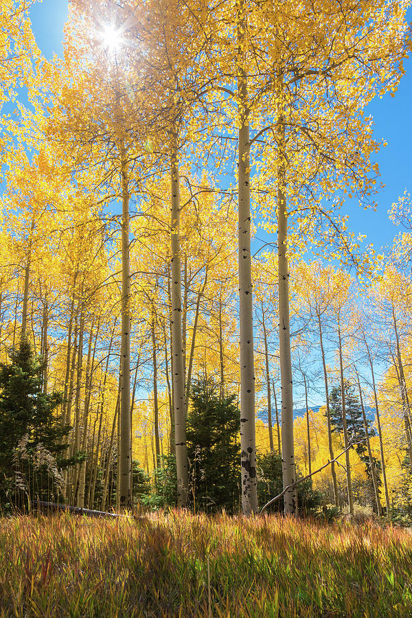 Sunlight through the Aspens Photograph by Jim and Lynne Weber - Fine ...