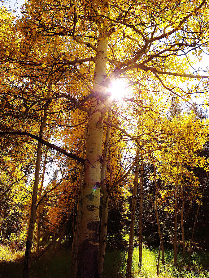 Sunlight Through the Aspens Photograph by Sarah Maple - Fine Art America