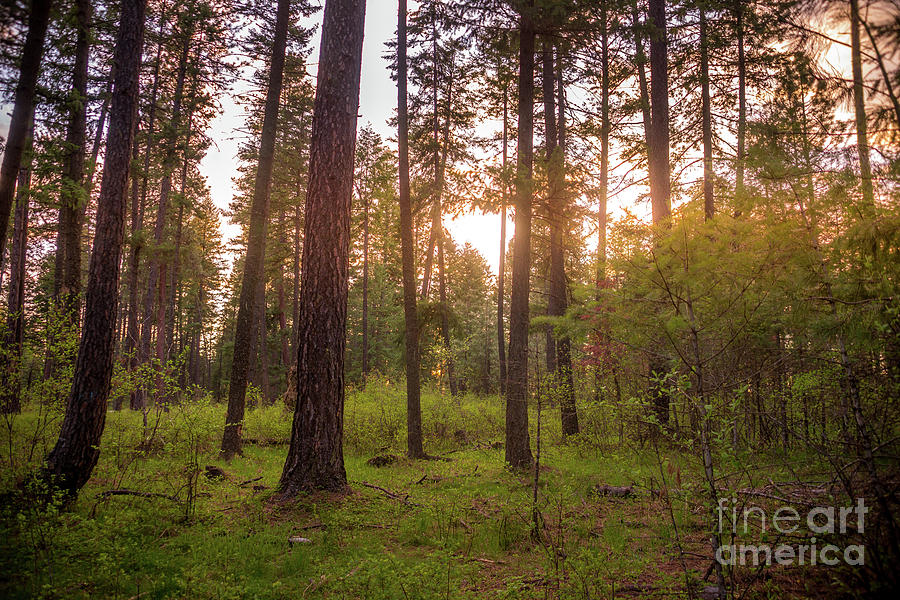 Sunlight Through The Forest Photograph by Matthew Nelson