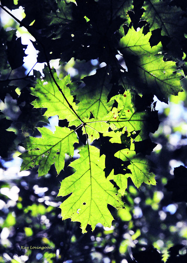 Sunlight Through the Leaves Photograph by Kay Lovingood