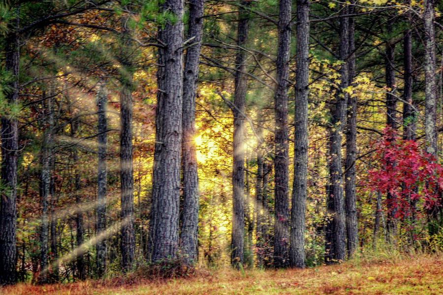Sunlight Through The Pines Photograph by Barry Jones