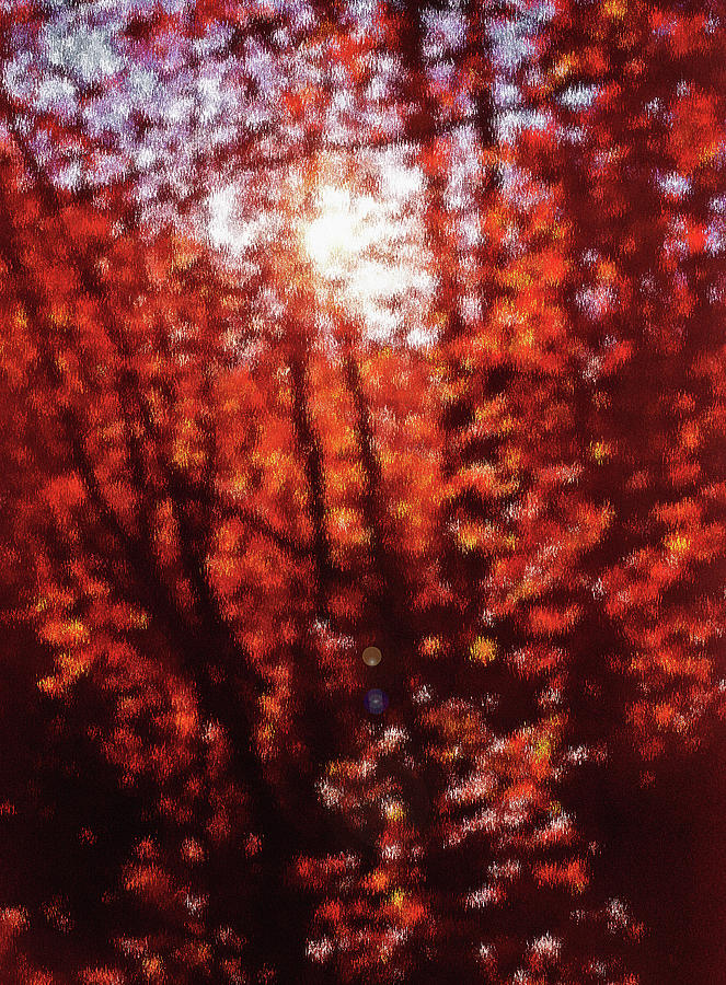Fall Photograph - Sunlight thru Autumn Leaves Abstract by Steve Ohlsen