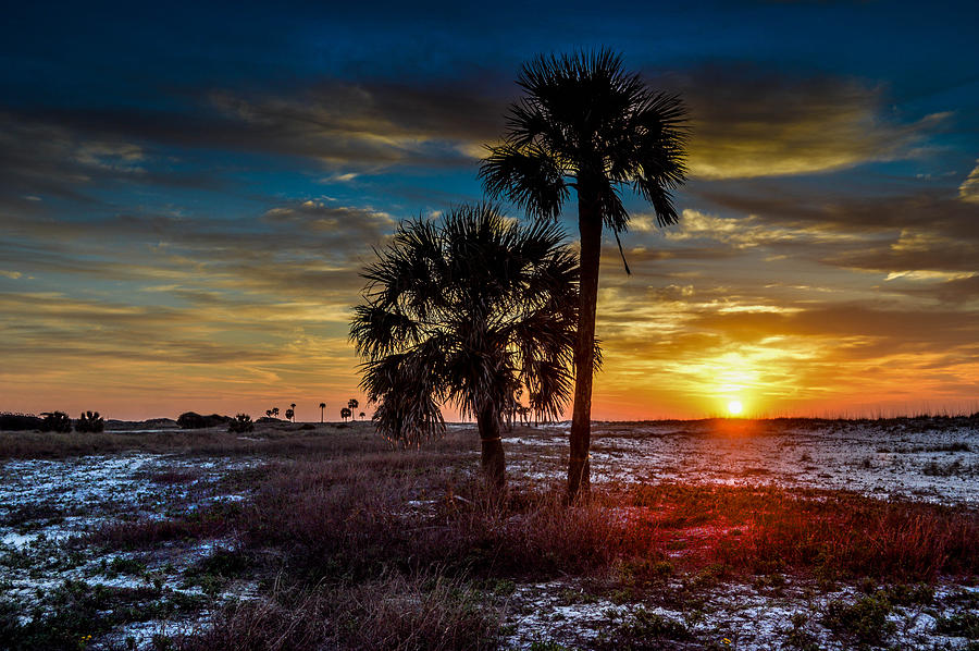 Sunlight Thru the Palms Photograph by Michael Thomas