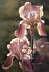 Floral Painting - Sunlit - Irises by Rebecca Latham Floral Painting - Sunlit - Irises by Rebecca Latham