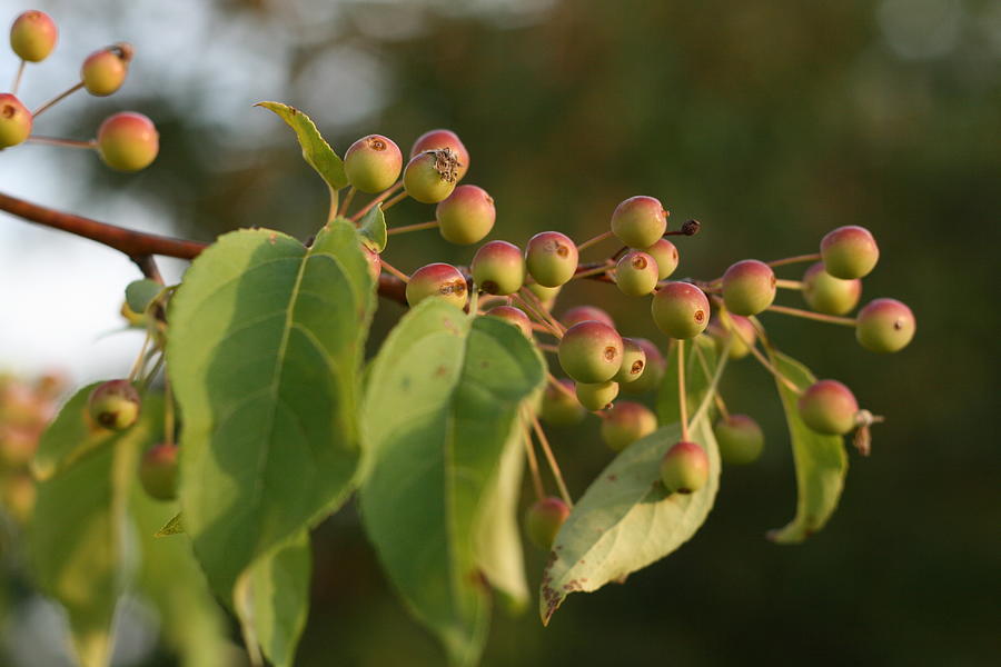 Apple Tree Photograph - Sunlit Apple Tree by Bonnie Boden Apple Tree Photograph - Sunlit Apple Tree by Bonnie Boden