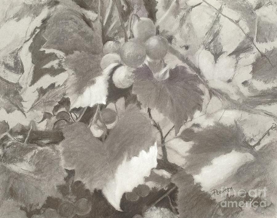 Sunlit Arbor Drawing by Mary Lynne Powers