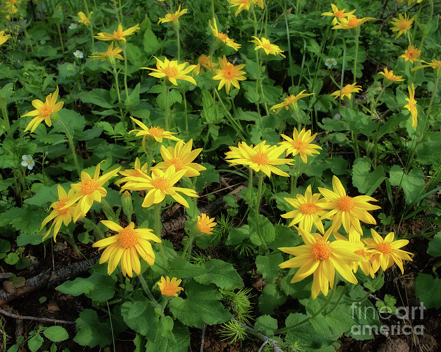 Sunlit Arnica Photograph by Roxie Crouch