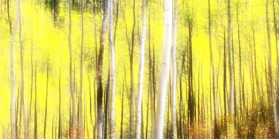 Tree Photograph - Sunlit Aspen Grove by LeAnne Perry