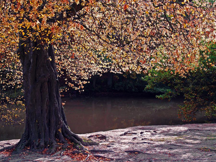 Sunlit Autumn Canopy Photograph by Bel Menpes