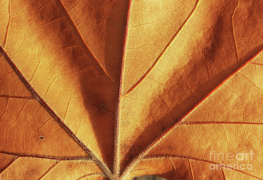 Sunlit Autumn Leaf Photograph by Karen Adams