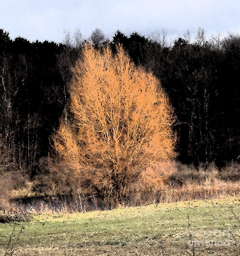 Sunlit Autumn Tree Fresco Filter Photograph by Conni Schaftenaar