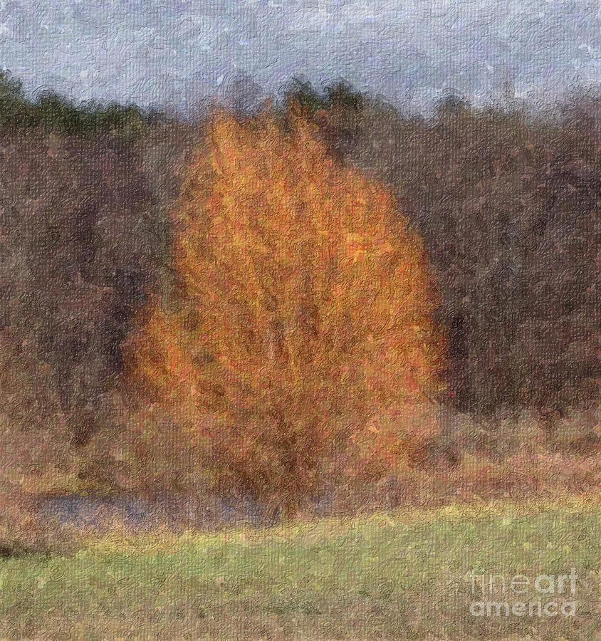 Sunlit Autumn Tree Impasto Filter Photograph by Conni Schaftenaar