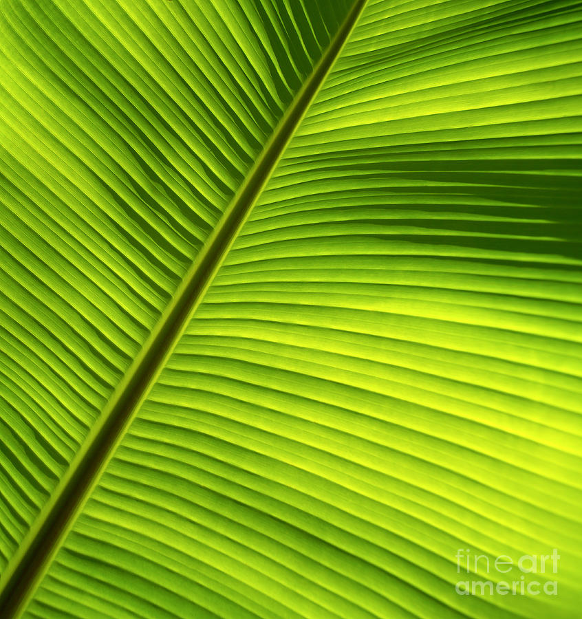 Sunlit Banana Leaf Photograph by Carl Shaneff - Printscapes