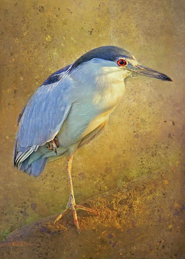 Sunlit Black-crowned Night Heron Photograph by HH Photography of Florida