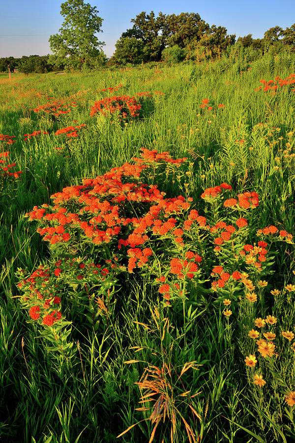 Sunlit Butterfly Milkweed at Sunrise in Glacial Park Photograph by Ray Mathis