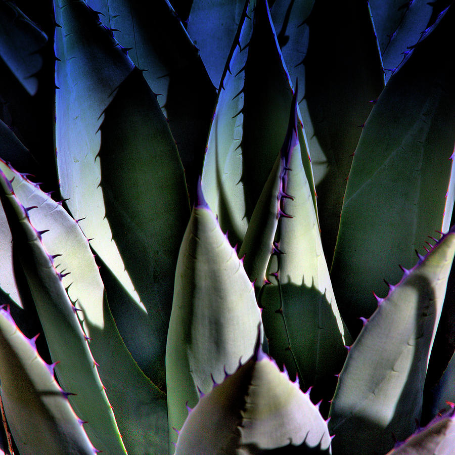 Sunlit Cactus Photograph by David Patterson