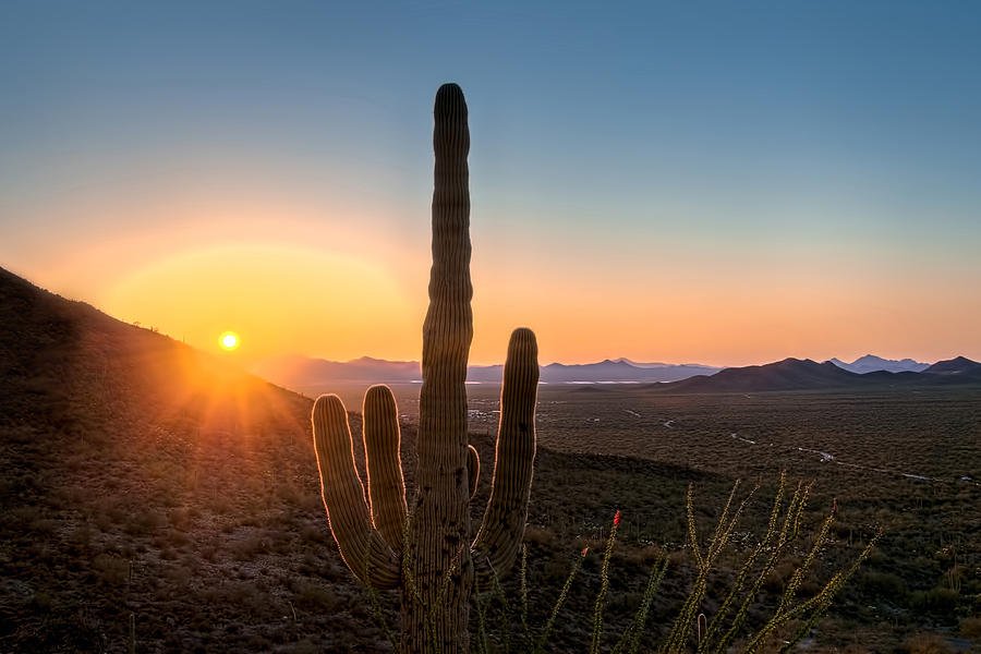 Sunlit Cactus Photograph by Maria Coulson