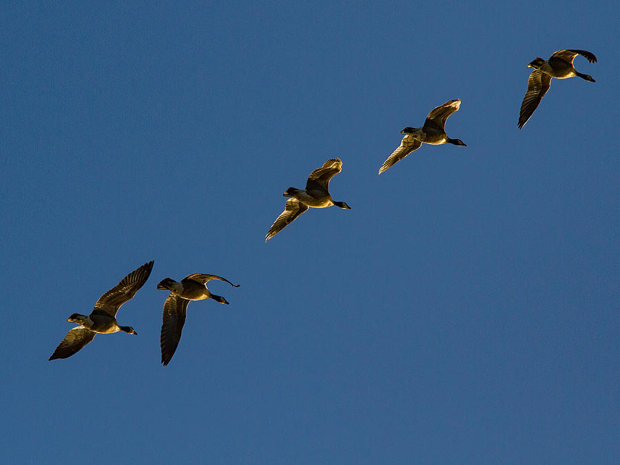Sunlit Canada Geese in Flight Photograph by Jean Noren