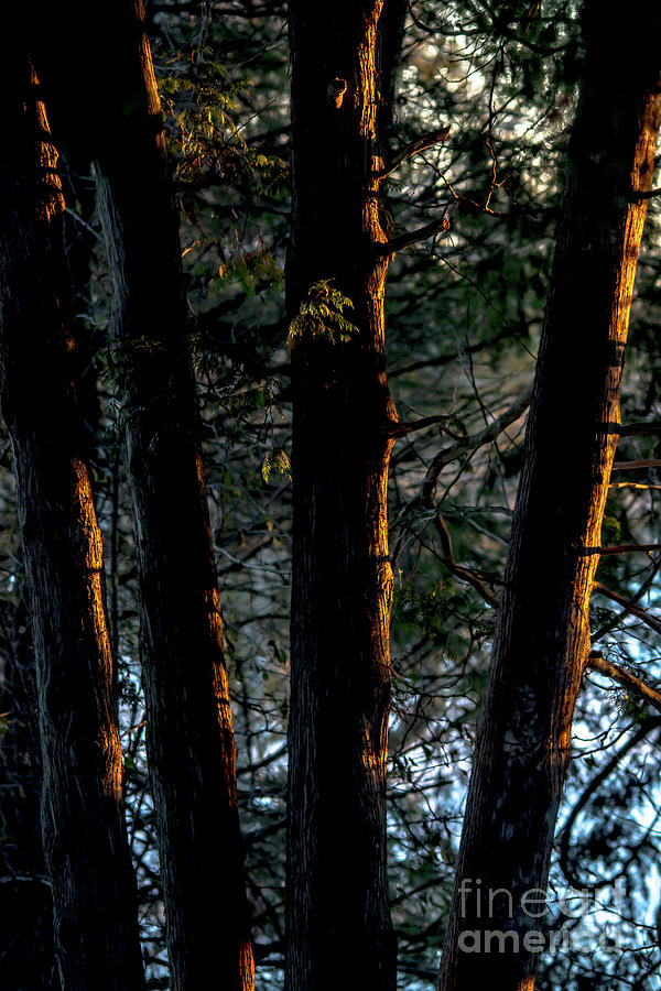 Sunlit Cedar Trunks Photograph by Cheryl Baxter