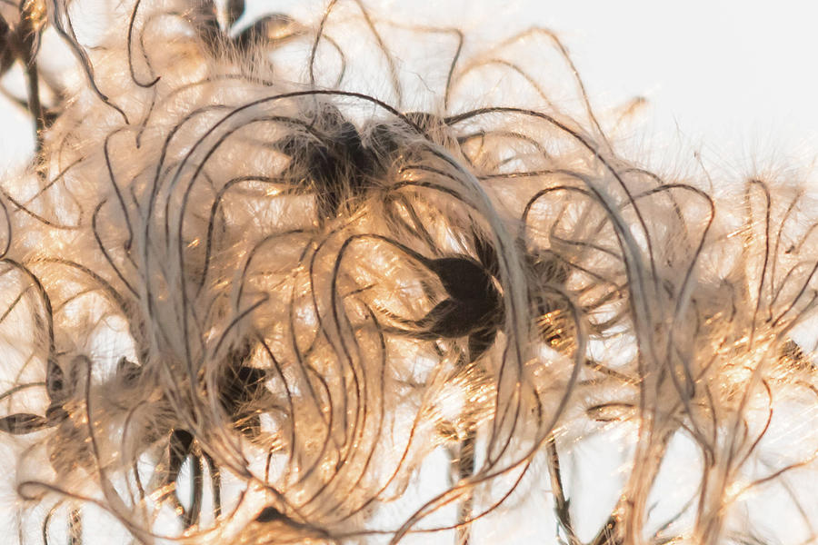 Sunlit Clematis seeds Photograph by Wendy Cooper