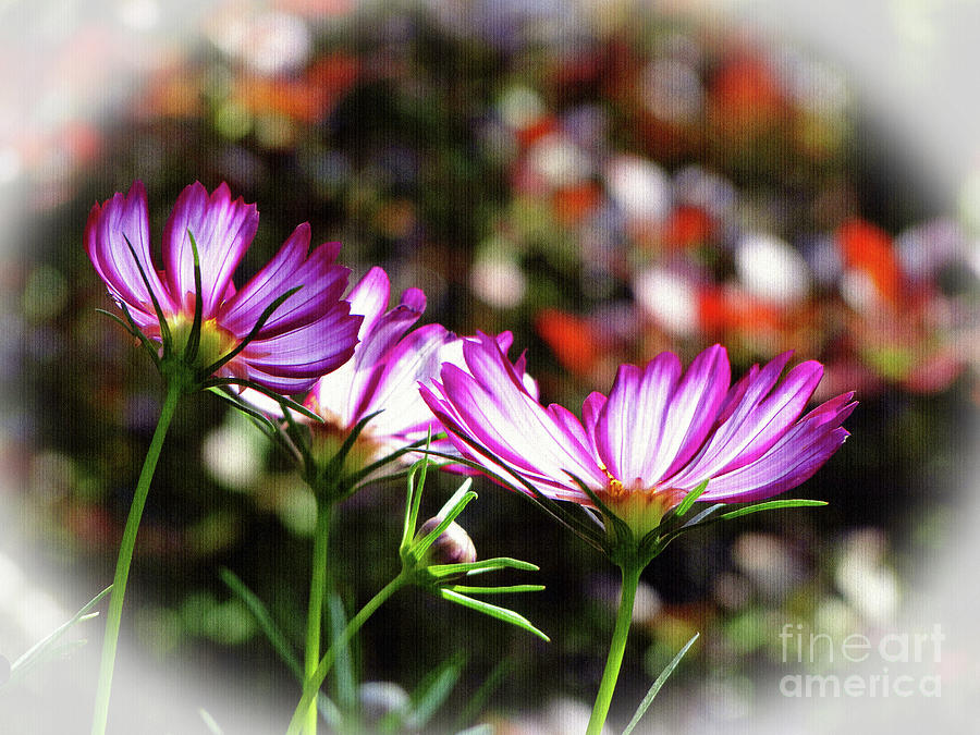Sunlit Cosmos Photograph by Sue Melvin