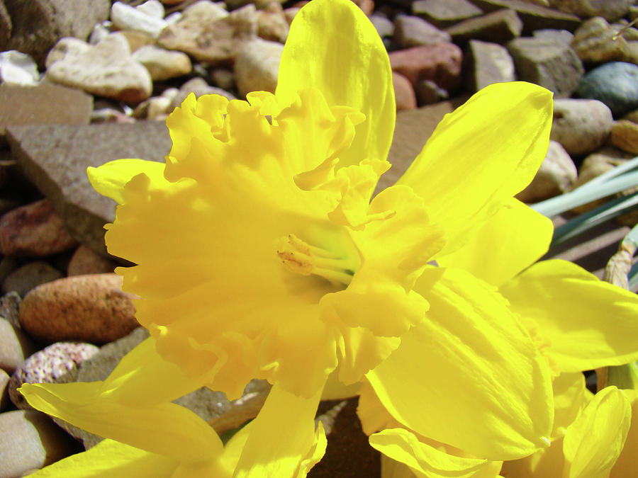 Sunlit Daffodil Flower Spring Rock Garden Baslee Troutman Photograph by Patti Baslee