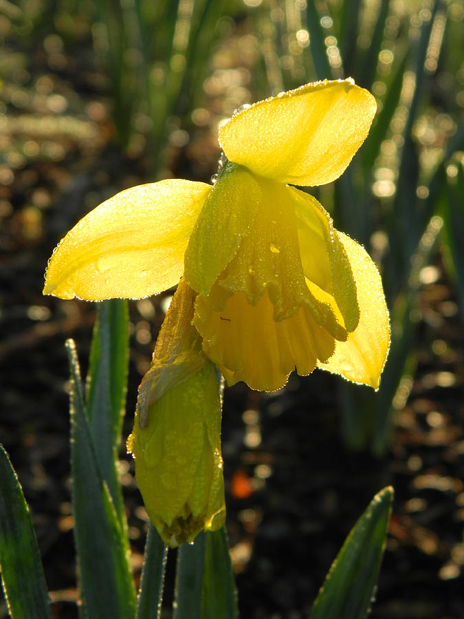 Sunlit Daffodil Photograph by Gallery Of Hope 