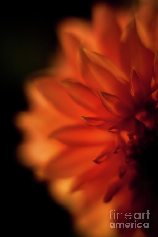 Flower Photograph - Sunlit Dahlia by Mike Reid