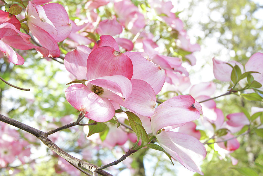 Sunlit Dogwood Blooms Photograph by Margie Avellino
