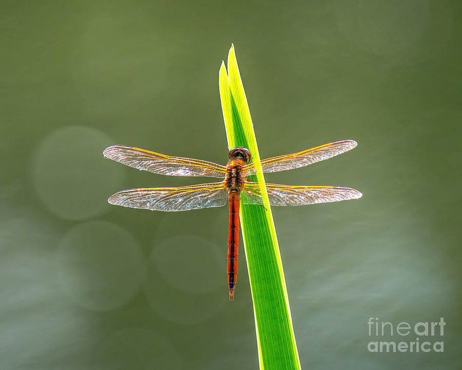 Sunlit Dragonfly Photograph by Stephen Whalen