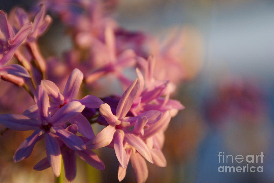 Flower Photograph - Sunlit Dream by Linda Shafer