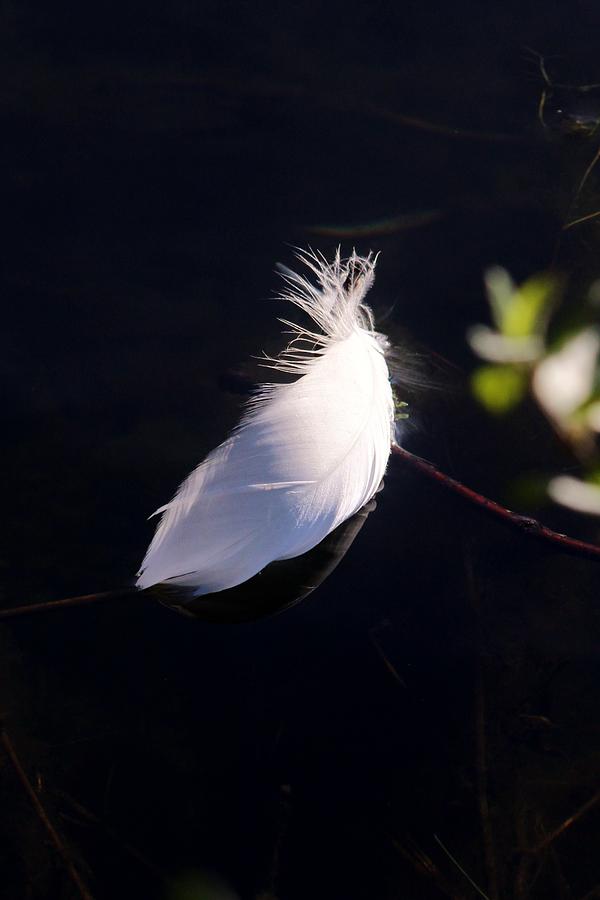 Sunlit Feather Photograph by Karen Silvestri
