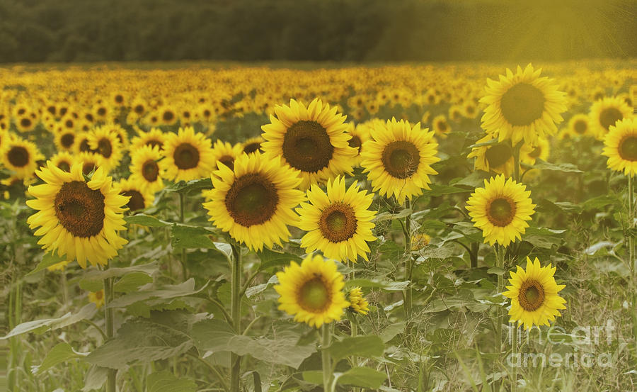 Sunlit field of Sunflowers Photograph by Debra Fedchin