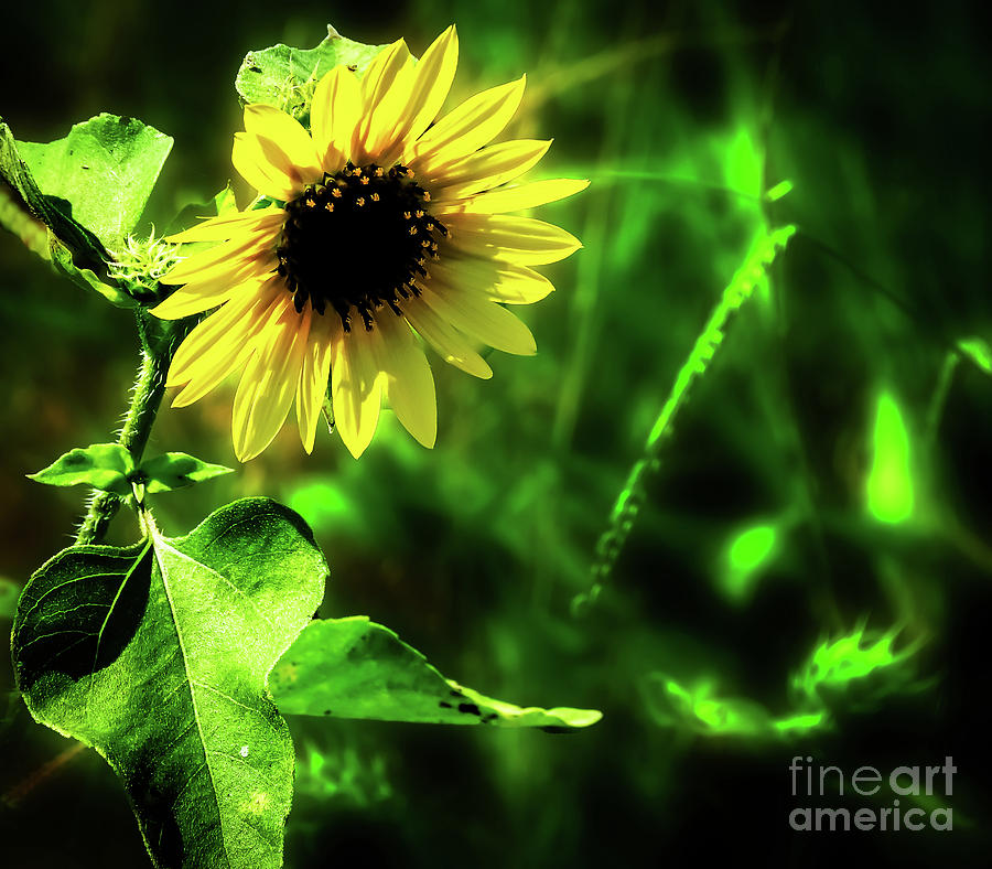 Sunlit Flower Photograph by JB Thomas