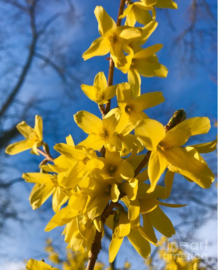 Sunlit Forsythia Photograph by CAC Graphics