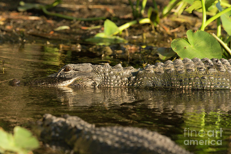 Sunlit Gator Photograph by Natural Focal Point Photography
