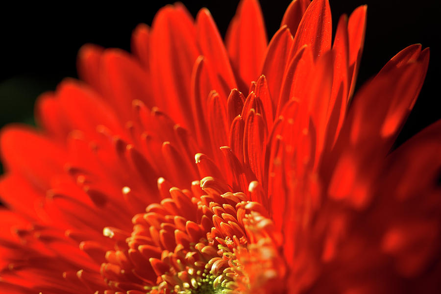 Sunlit Gerbera Photograph by Clare Bambers