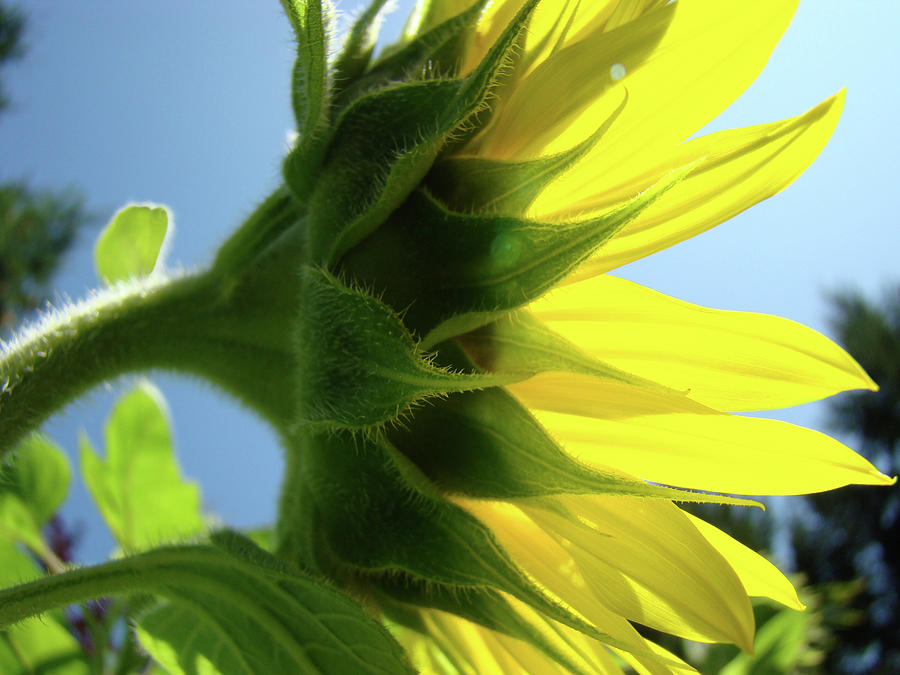 Sunlit Glowing Sunflower Floral Art Baslee Troutman Photograph