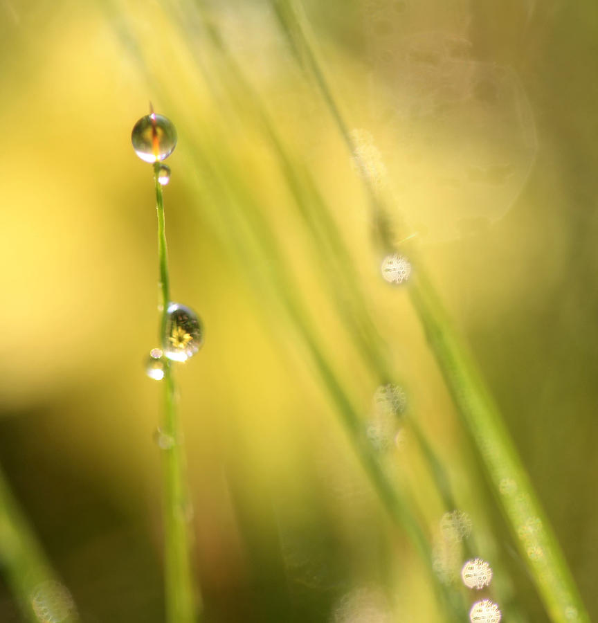 Sunlit Gold Photograph by Carolyn Fletcher | Fine Art America