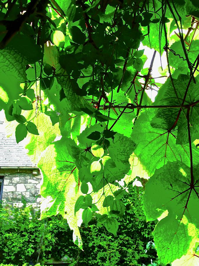 Sunlit Grape Leaves Photograph by Stephanie Moore